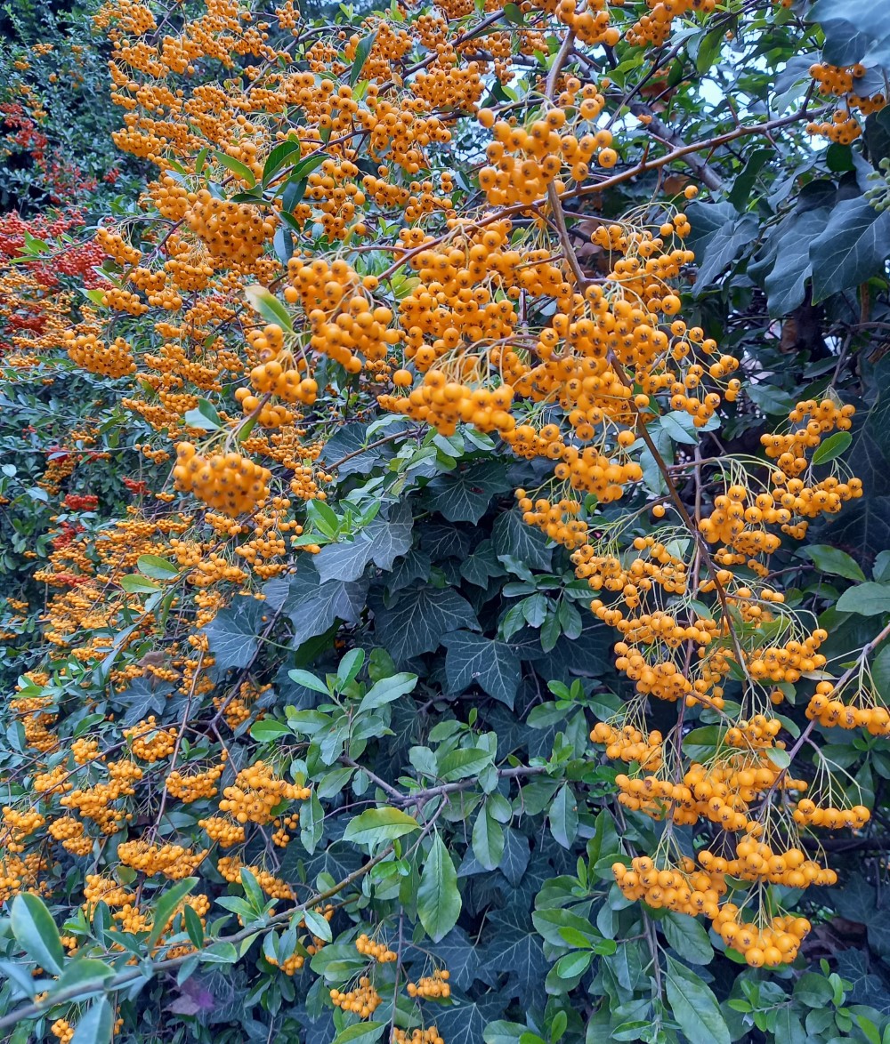 pyracantha-soleil-dor