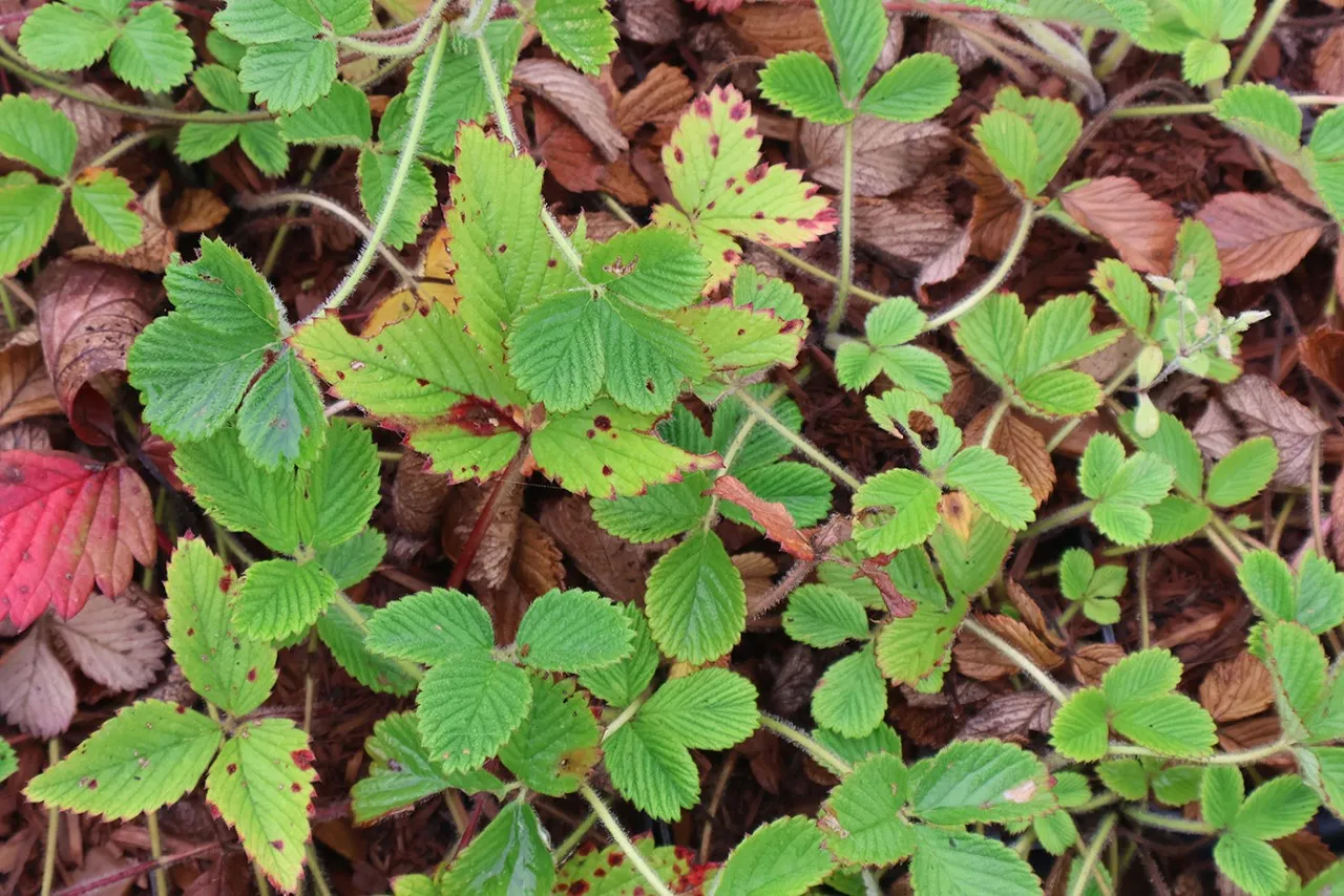 Fragaria rubicola 'Mount Omei'