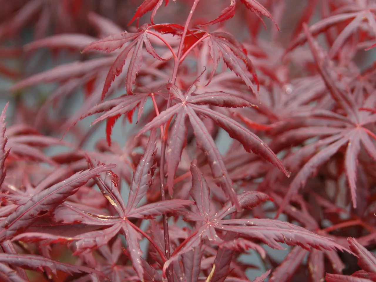 Acer palmatum 'Trompenburg' Acer palmatum 'Trompenburg'
