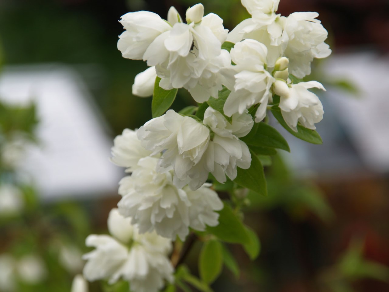 philadelphus-snowbelle