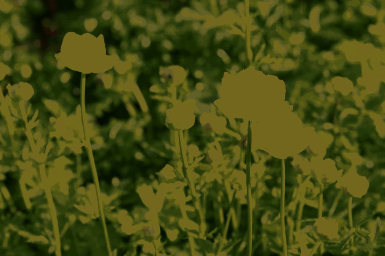 Trollius x cultorum 'New Moon' : P9
