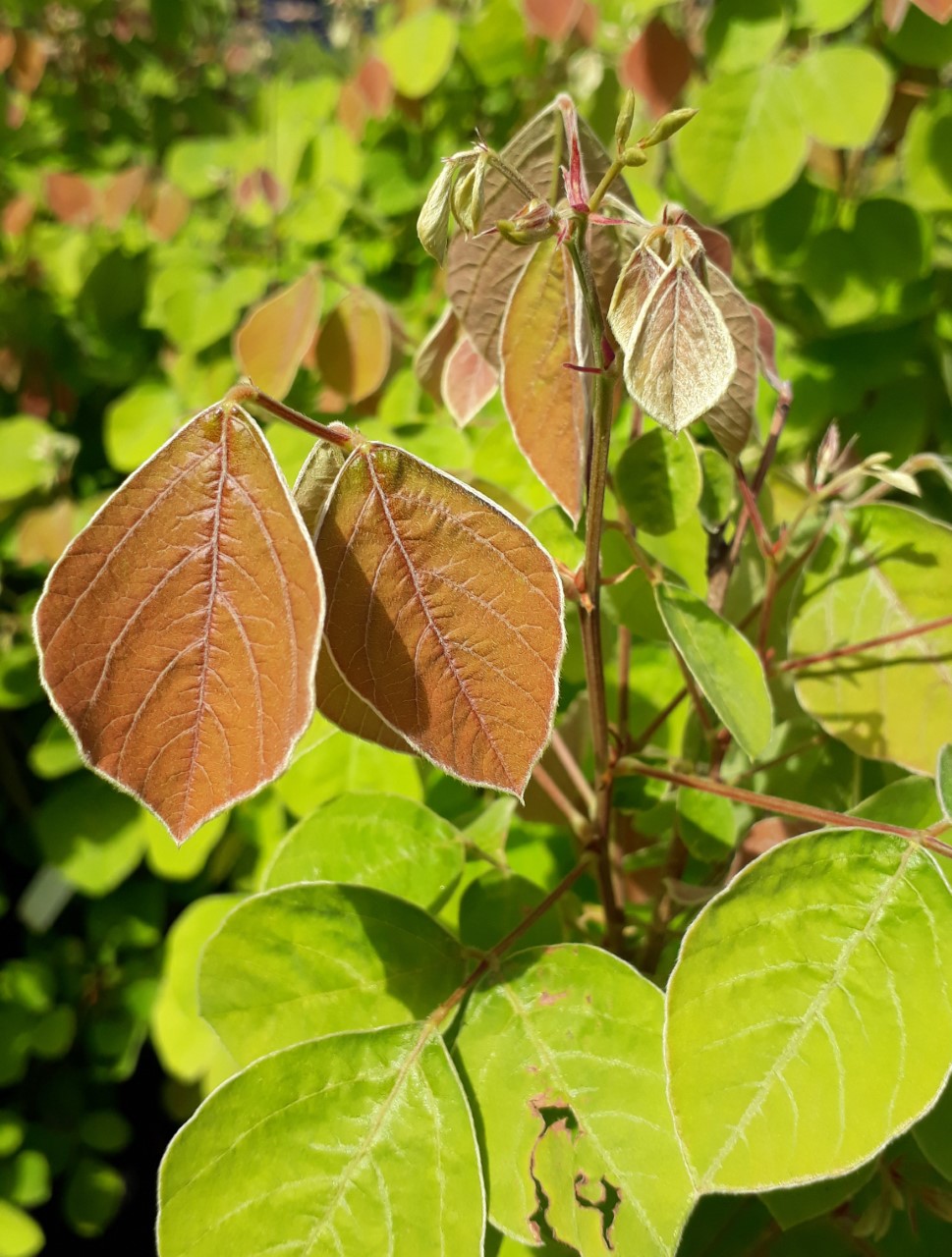 desmodium-elegans