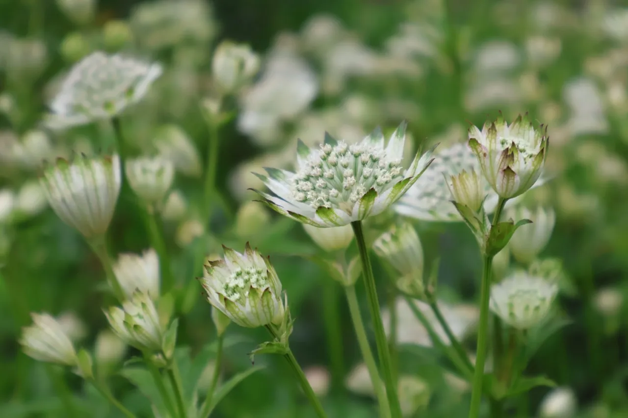 Astrantia major 'Shaggy'