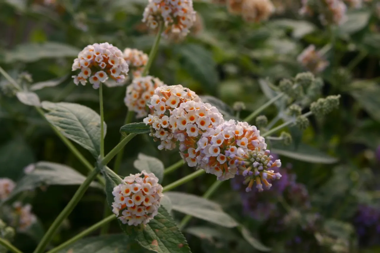 Buddleja weyeriana 'Lady the Ramsey' : C2 : 30-60