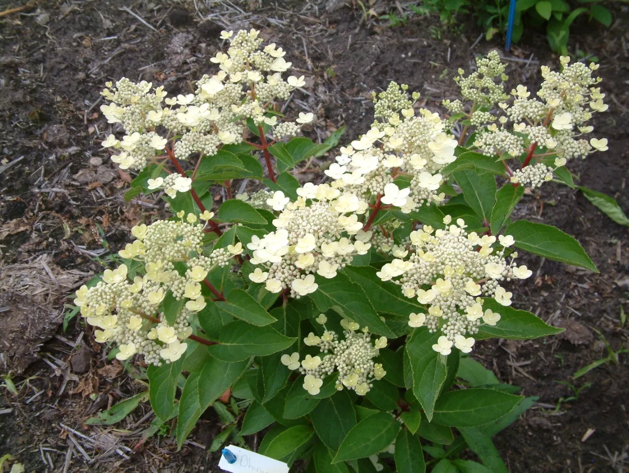 Hydrangea paniculata 'Dharuma'