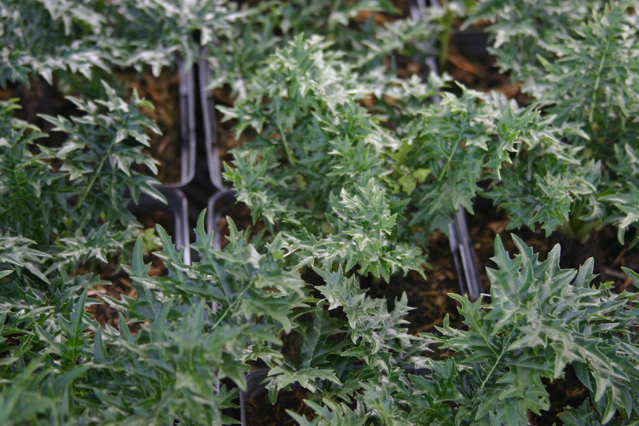 Acanthus spinosus acanthus-spinosus