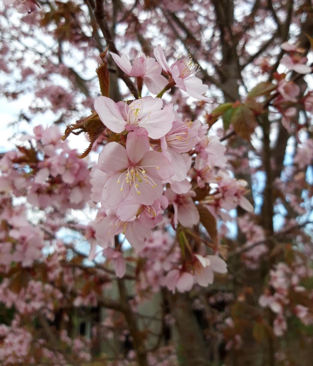 prunus-sargentii-charles-sargent