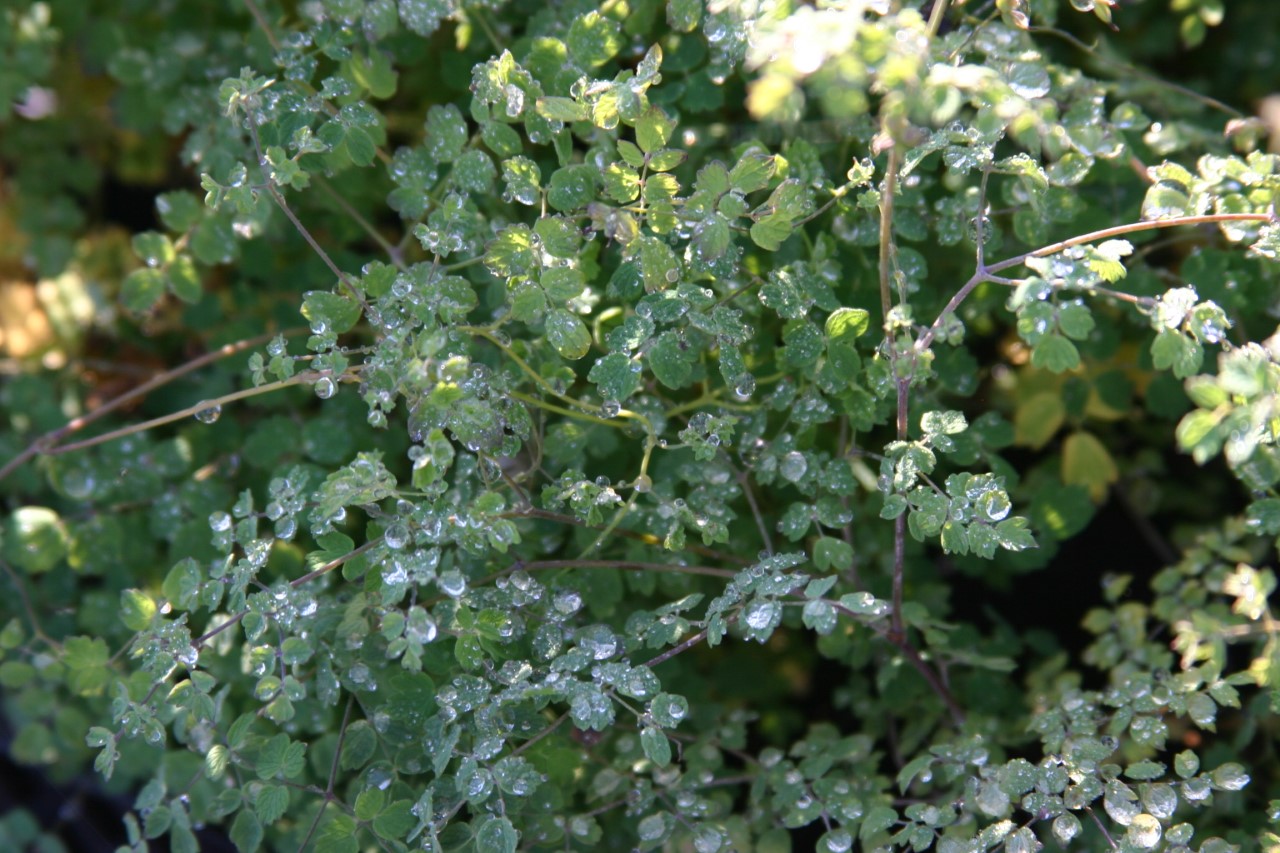 thalictrum-minus-adiantifolium