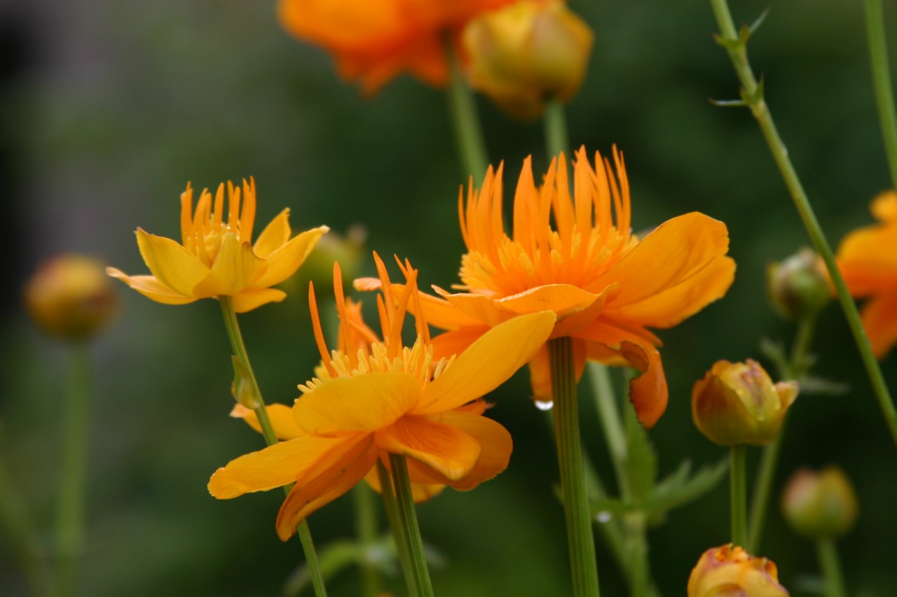 trollius-chinensis-golden-queen