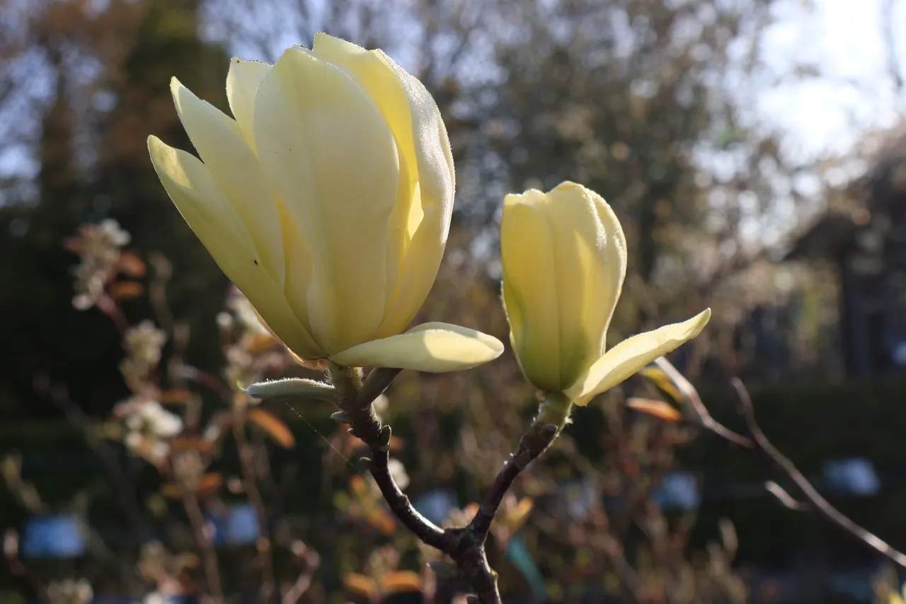 Magnolia 'Butterflies' : C15 : 100-150