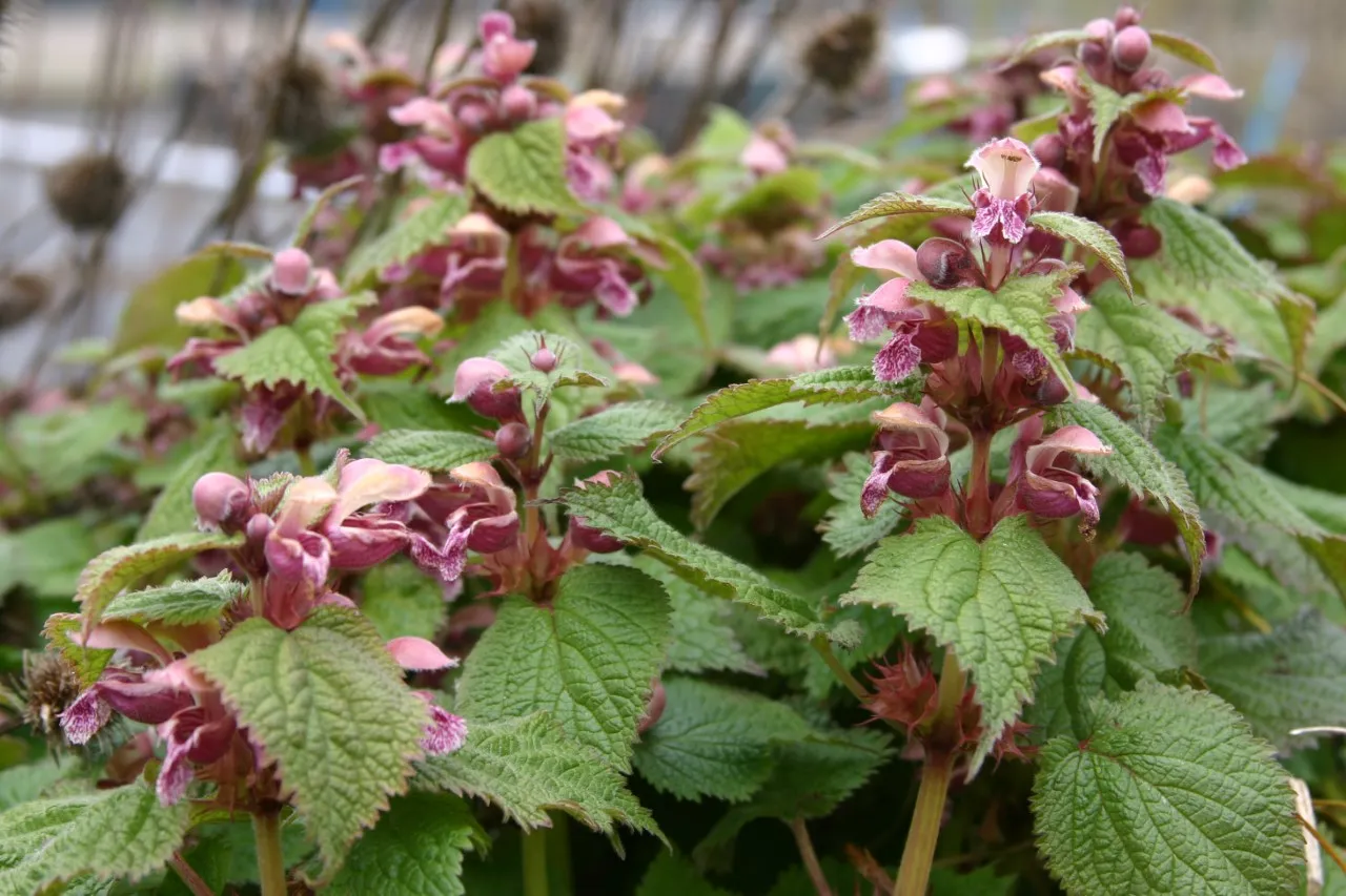 Lamium orvala
