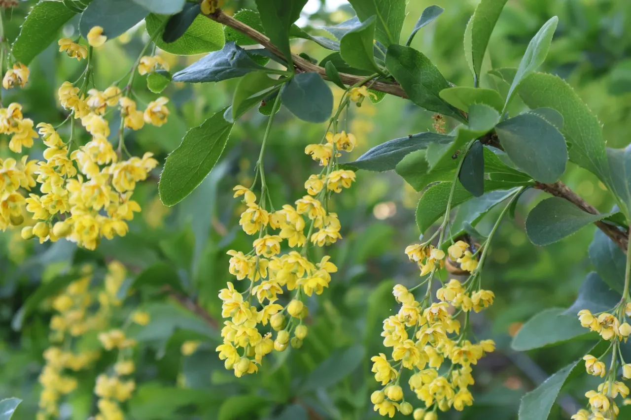 Berberis 'Georgei' : P11 : 15-30