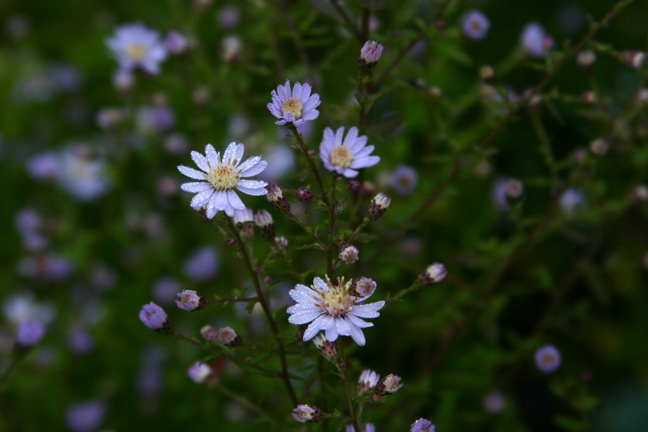 aster-cordifolius-ideal
