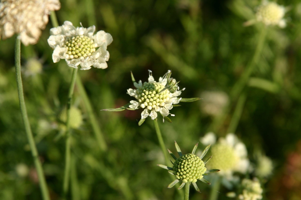 scabiosa-ochroleuca-moon-dance
