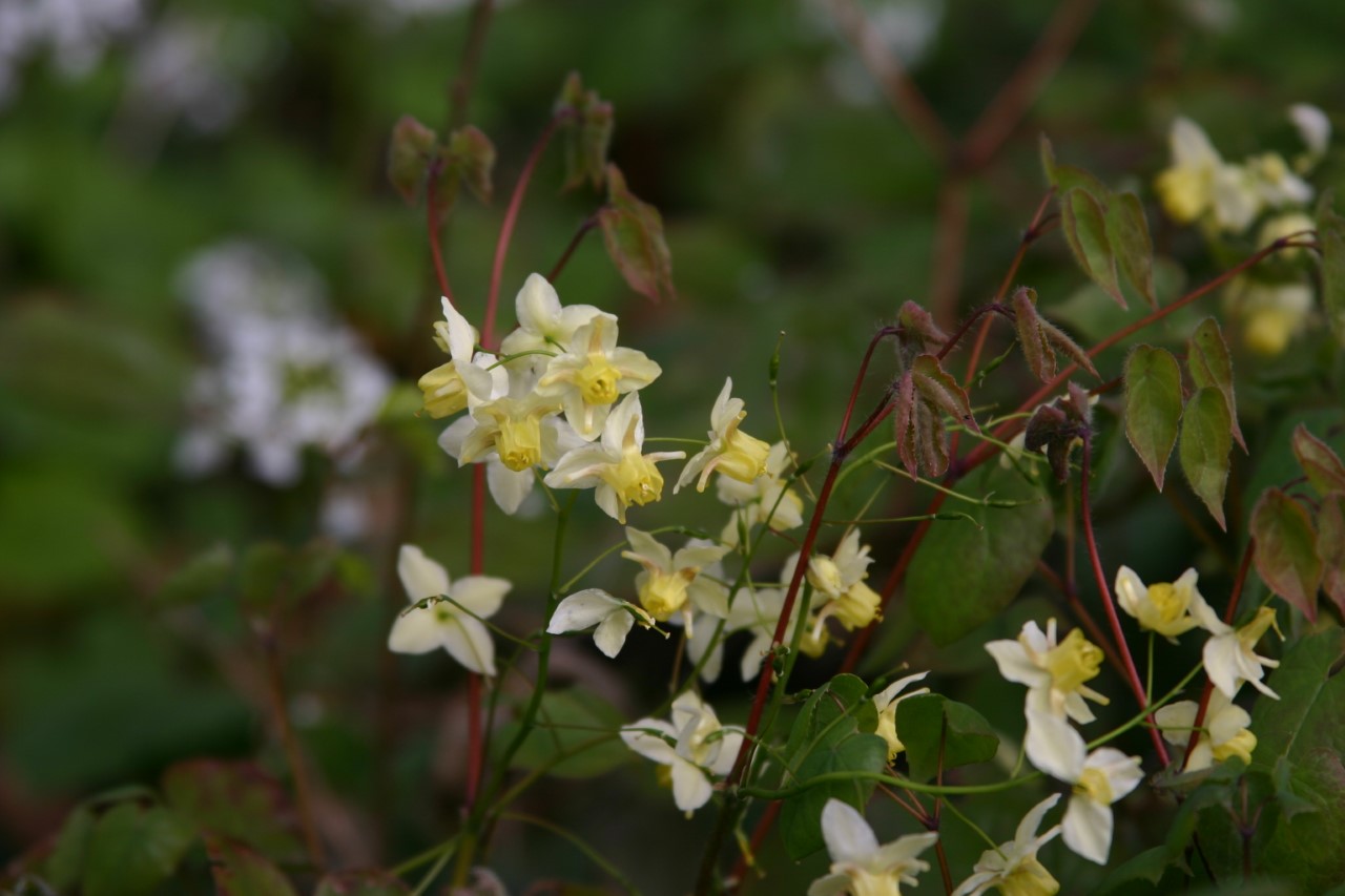 epimedium-versicolor-sulphureum