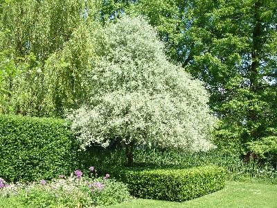 pyrus-salicifolia-pendula