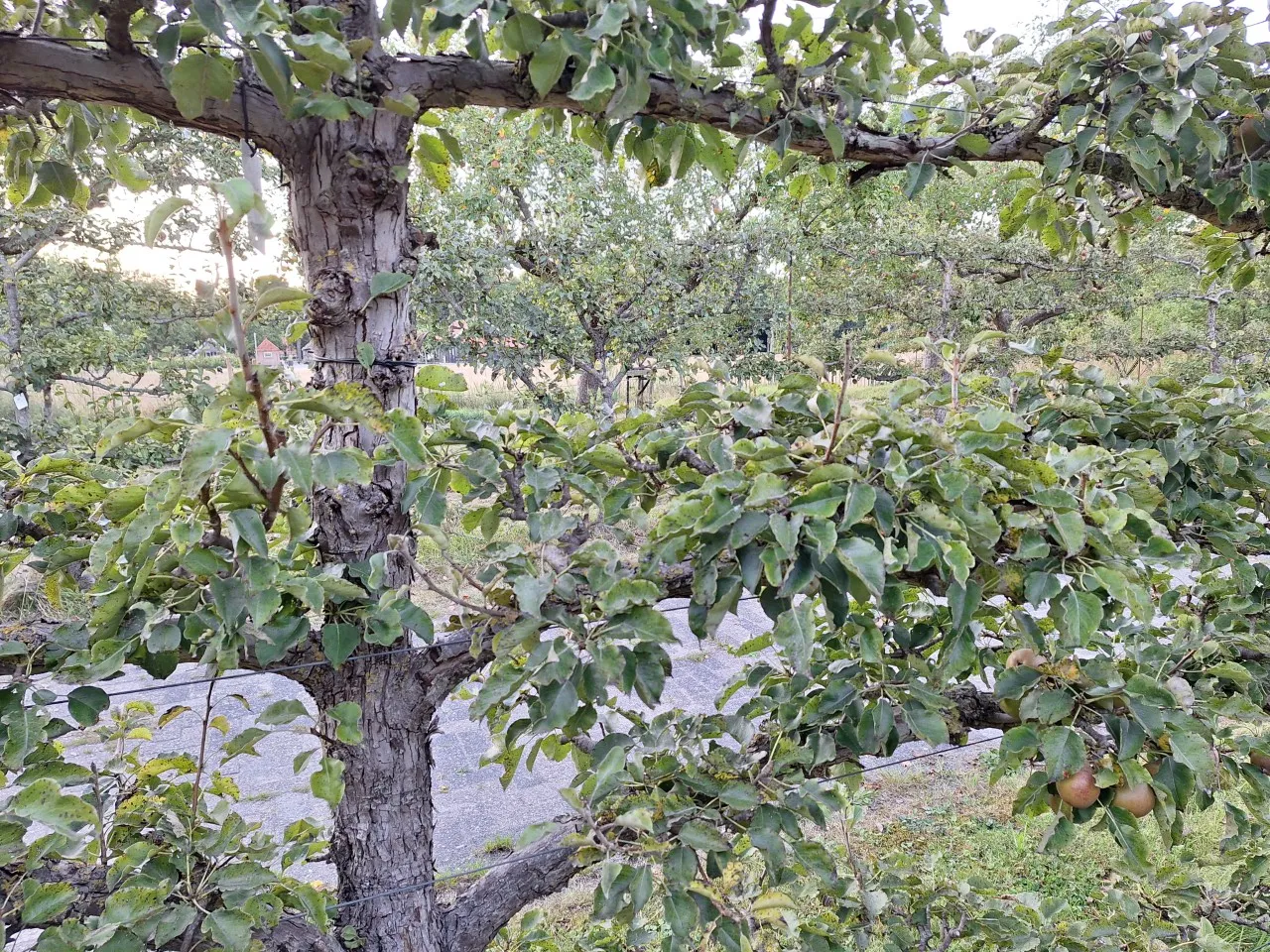 Pyrus communis 'Gieser Wildeman' : C3 : 60-100 : onderstam Pyrus communis 'Kirchensaller'