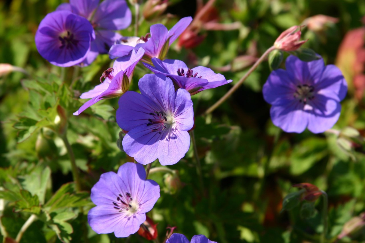 geranium-rozanne
