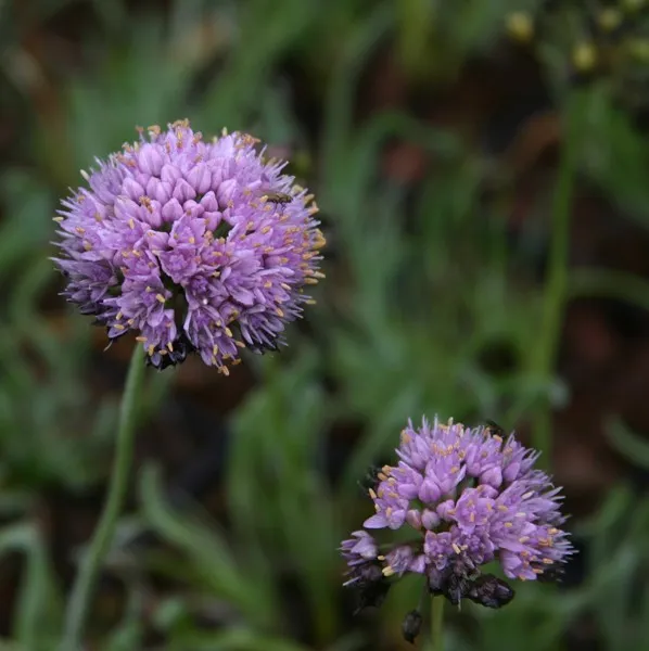 Allium senescens 'Montanum' : P9