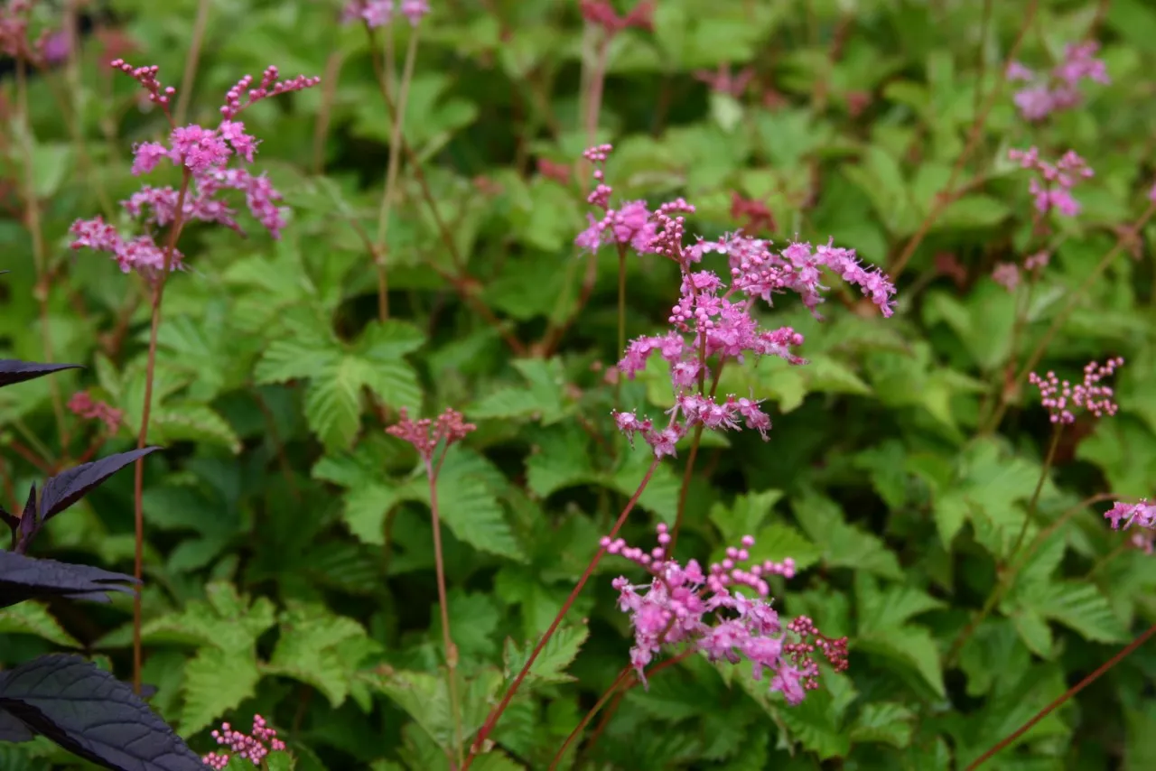 Filipendula 'Kahome'