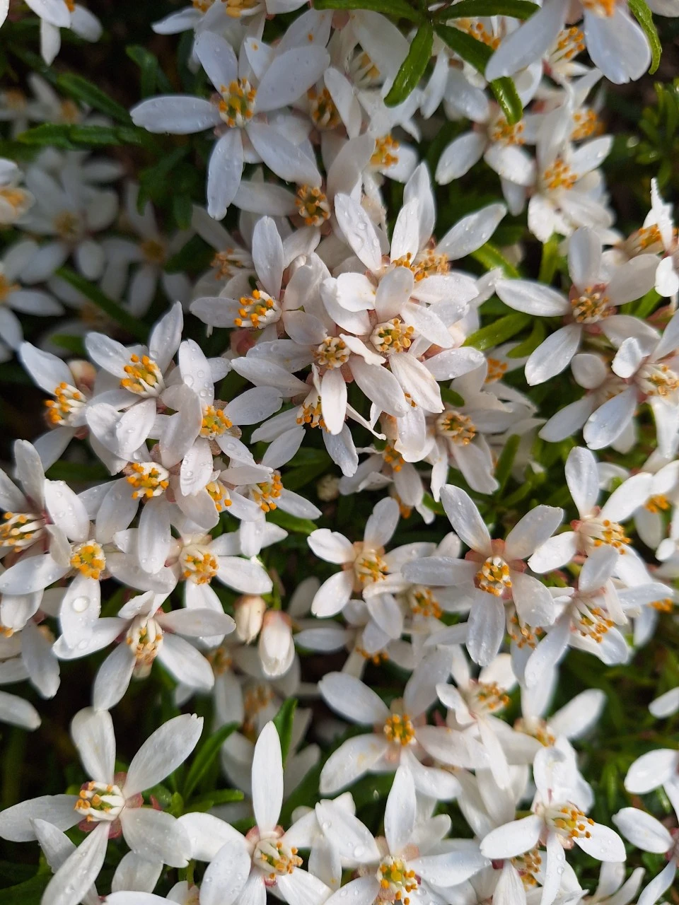 Choisya ternata 'White Dazzler' : C2 : 15-30