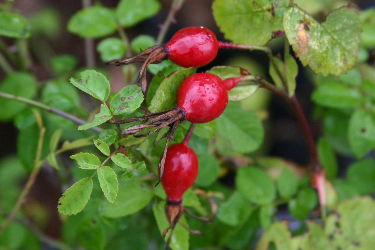 Rosa villosa
