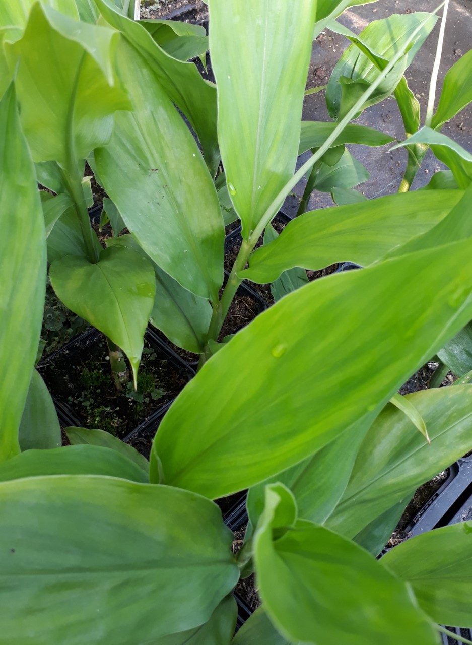 zingiber-mioga-crug-zing