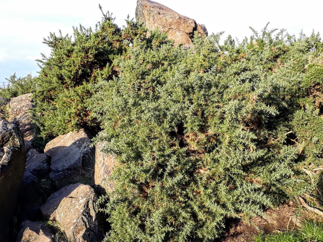 ulex-europaeus