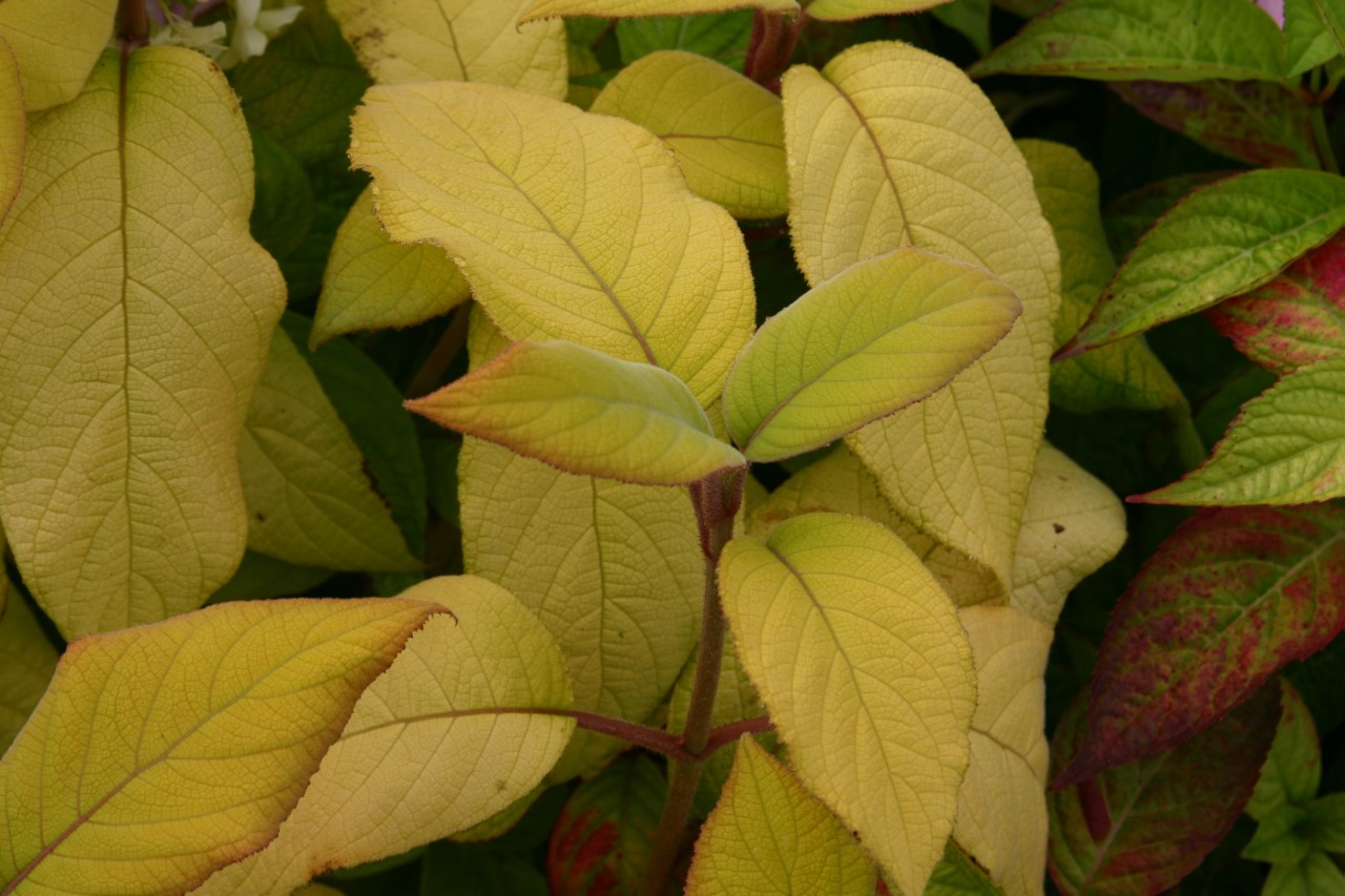 hydrangea-aspera-sargentiana-goldrush