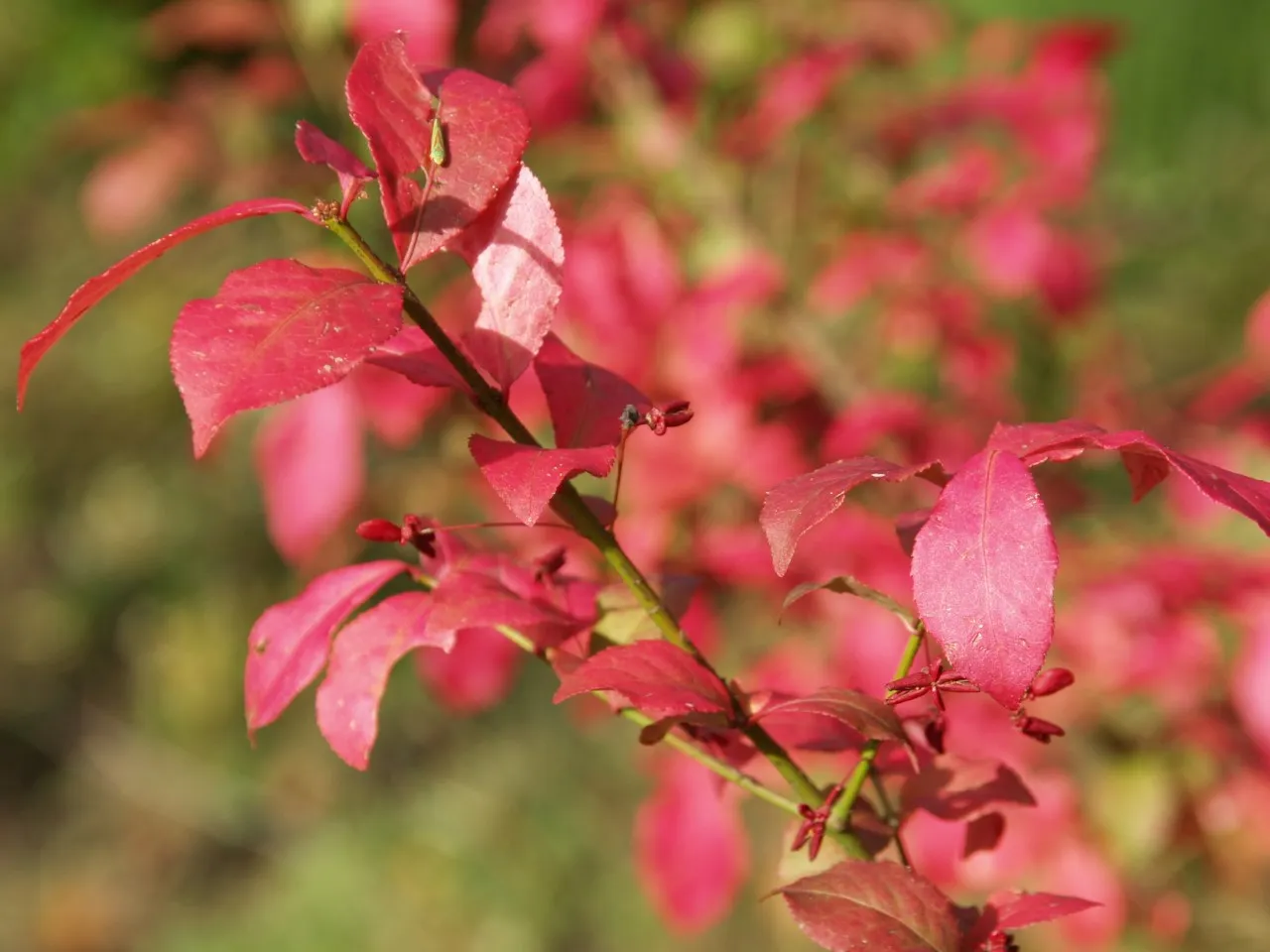 Euonymus alatus ciliatodentatus