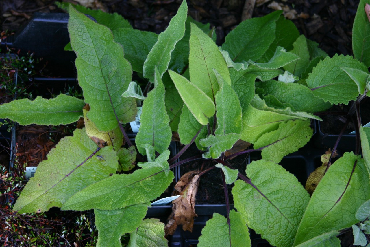 verbascum-nigrum