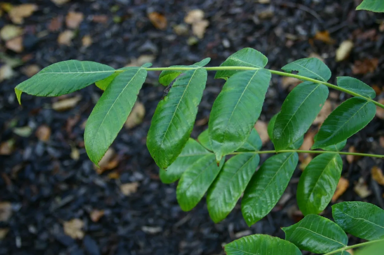 Juglans ailantifolia cord. 'Anneke'