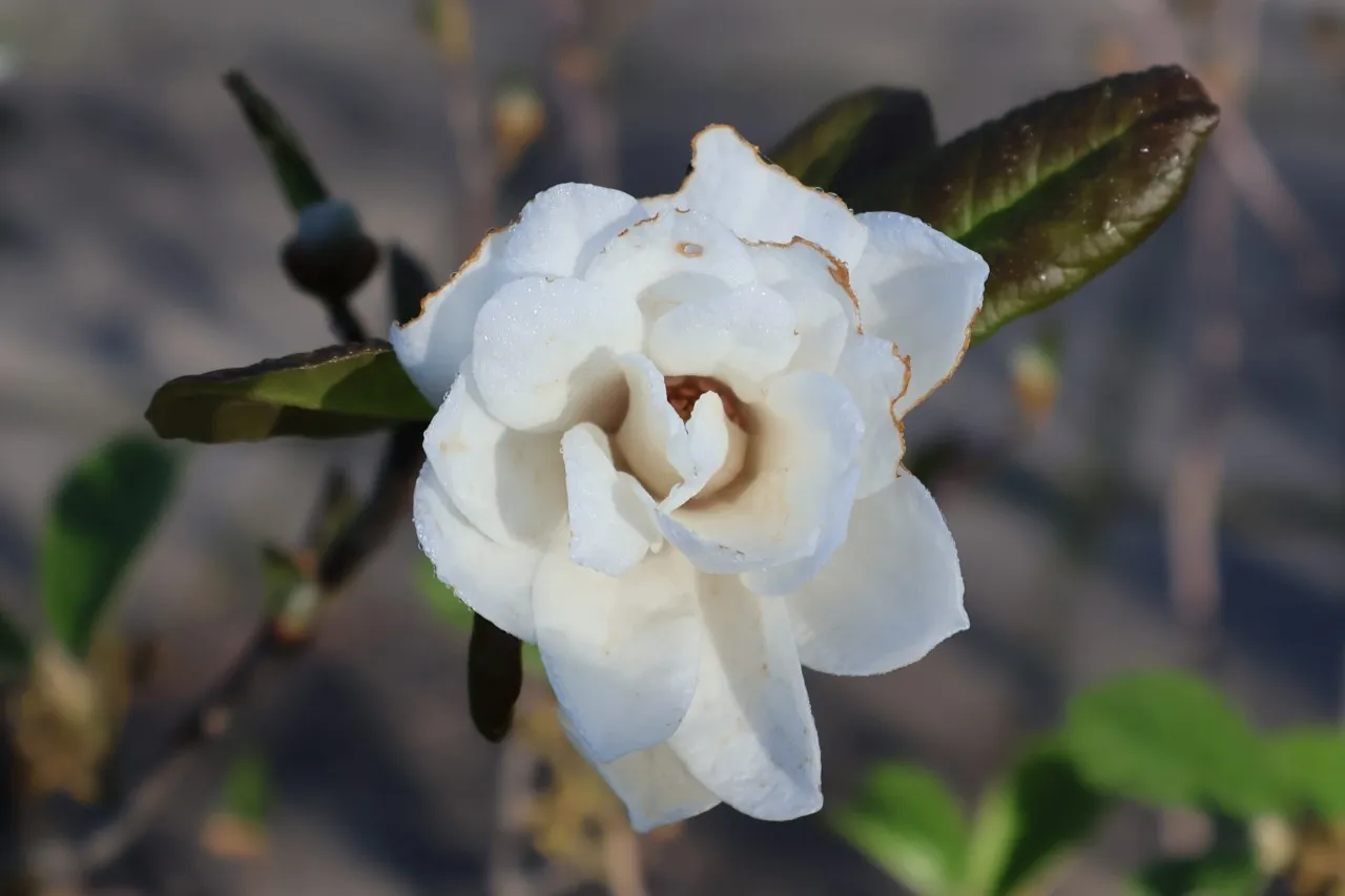 Magnolia loebneri 'Mag's Pirouette'