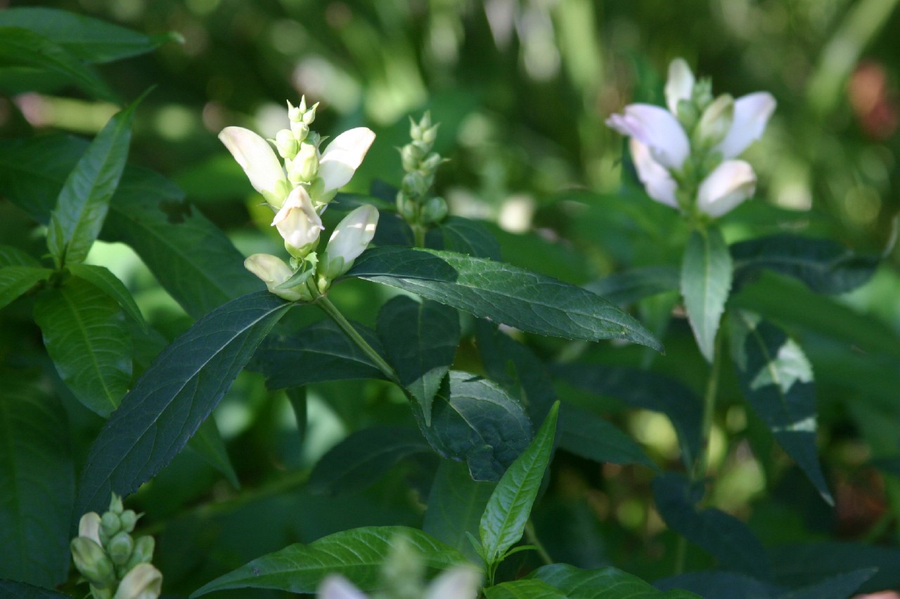 chelone-obliqua-alba