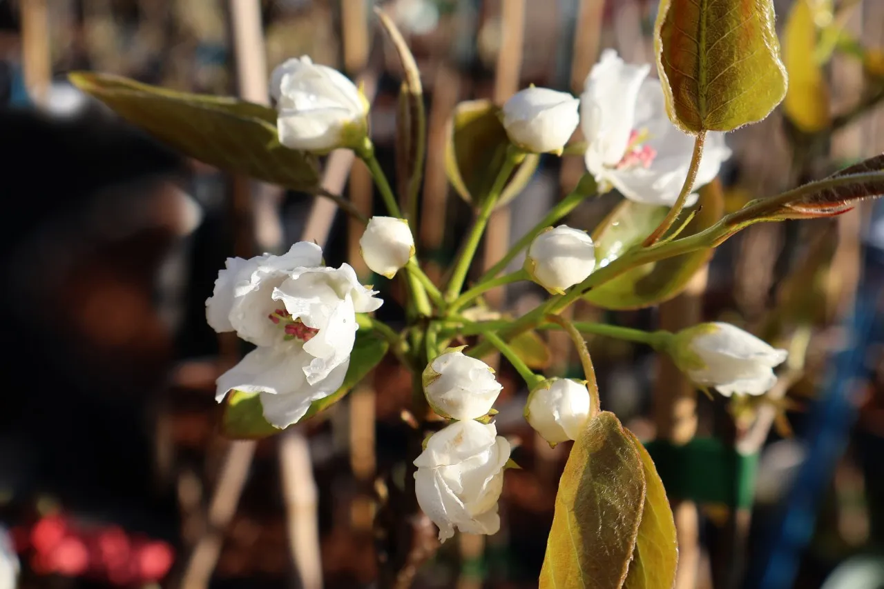 Pyrus pyrifolia 'Honeyball'