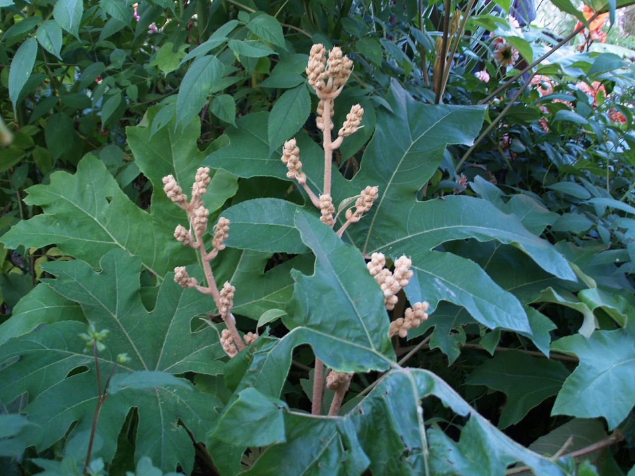tetrapanax-papyrifer-rex