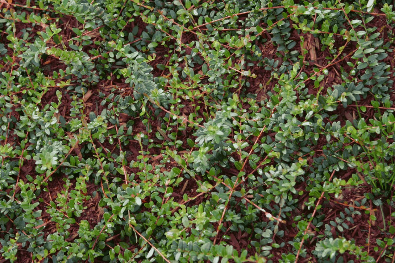 vaccinium-macrocarpon-stevens