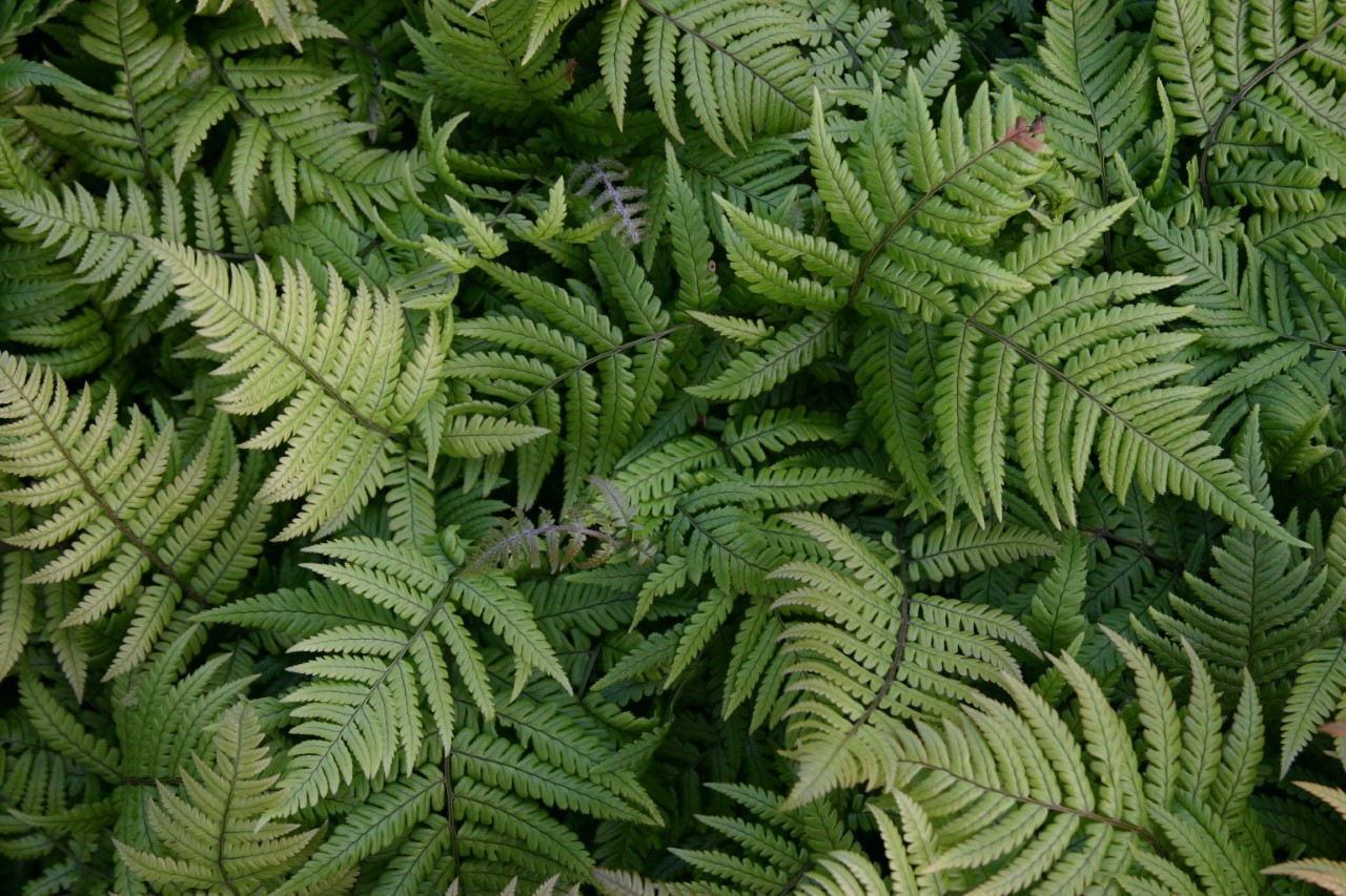 dryopteris-lepidopoda