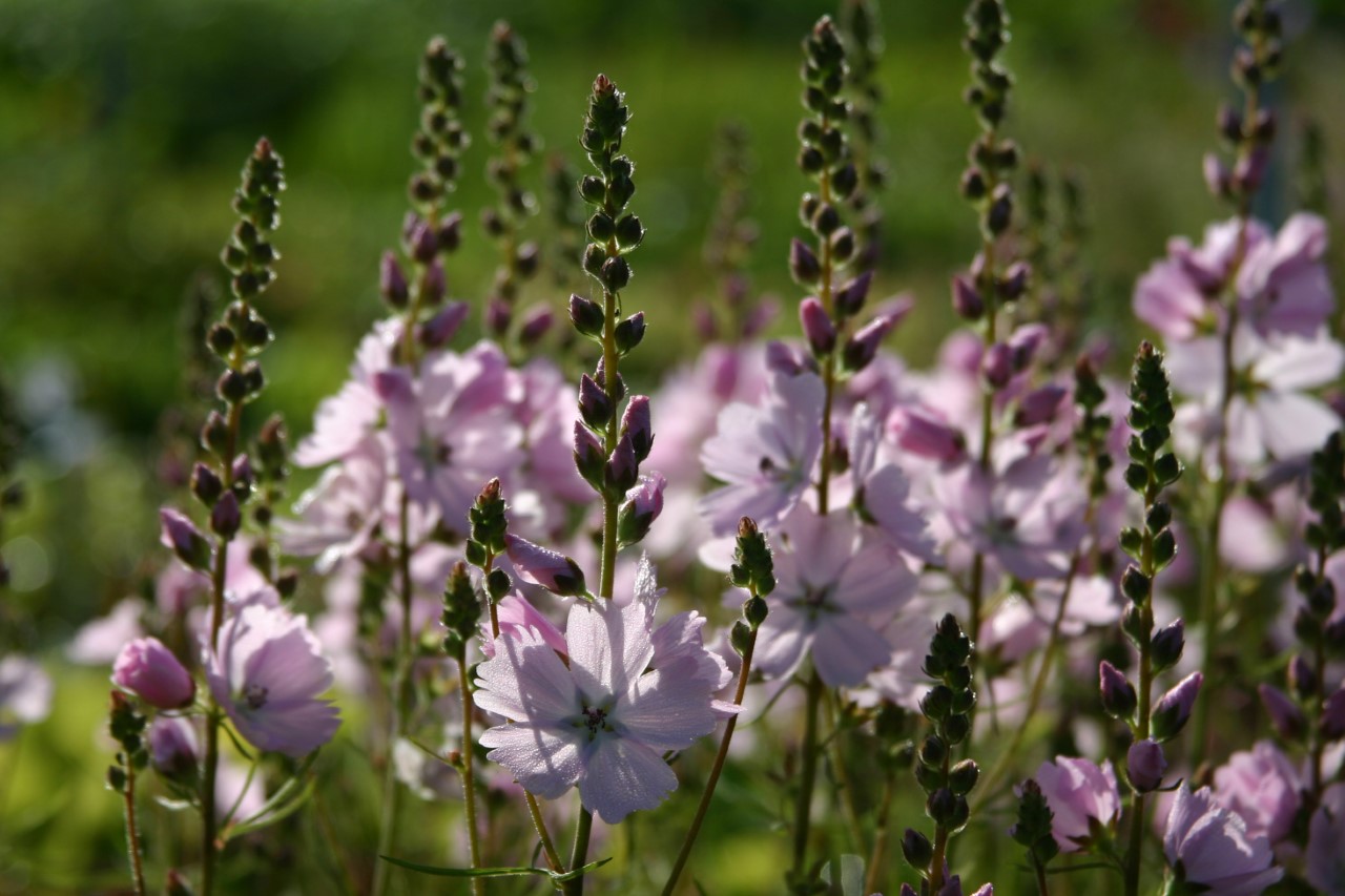 Sidalcea 'Elsie Heugh' Biologisch : P9