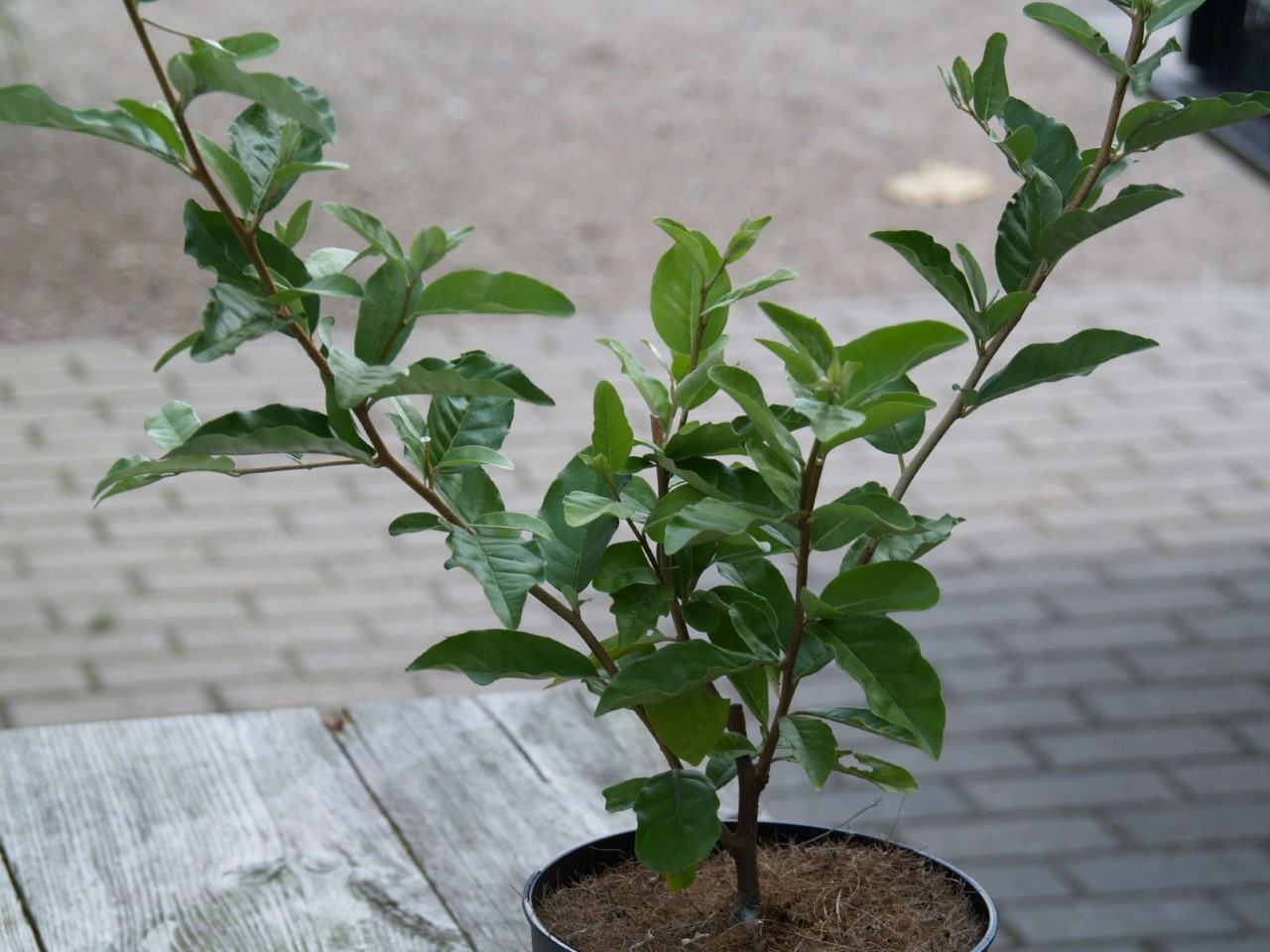 elaeagnus-umbellata-sweet-n-tart