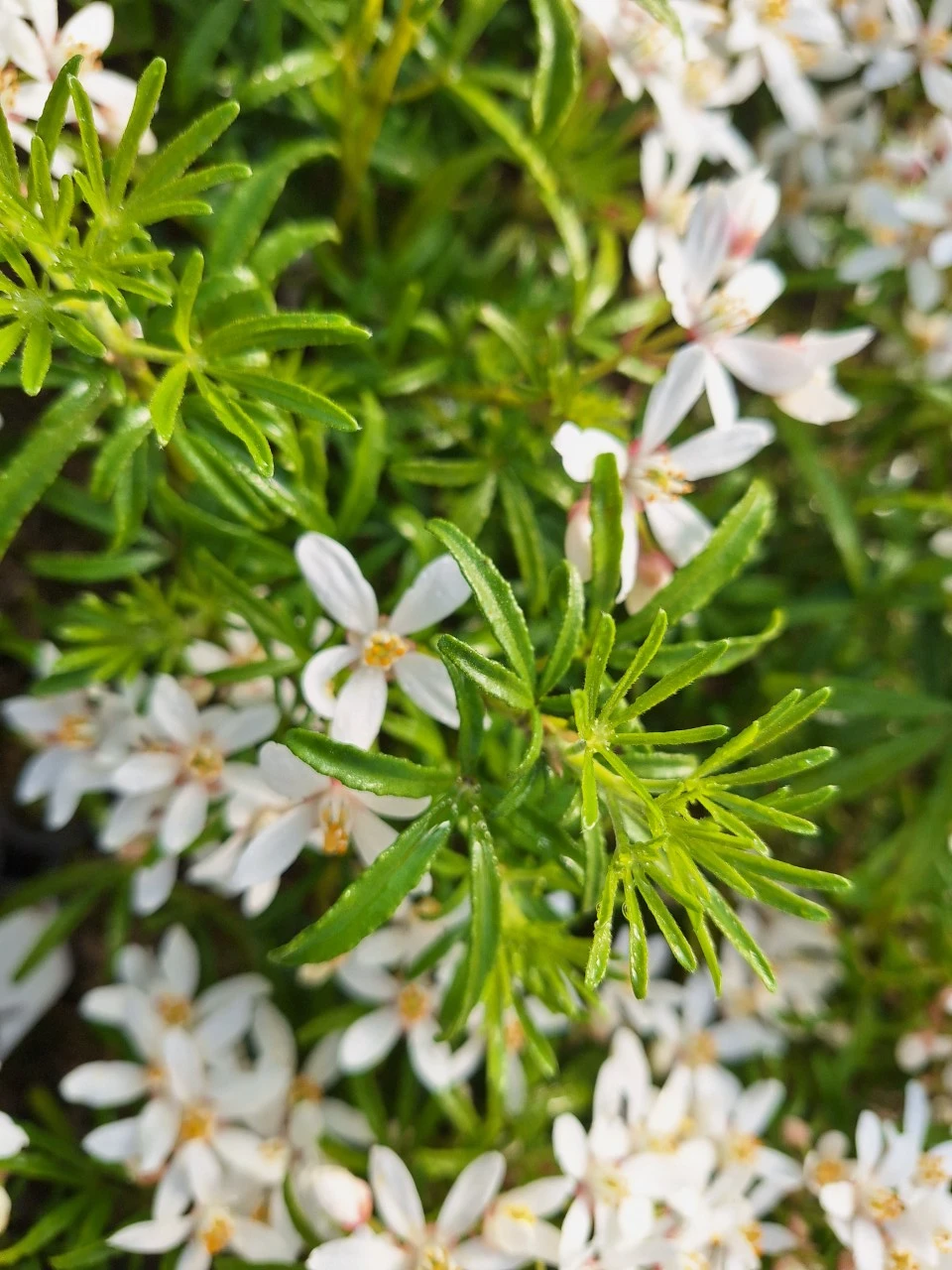 Choisya ternata 'White Dazzler' : C2 : 15-30