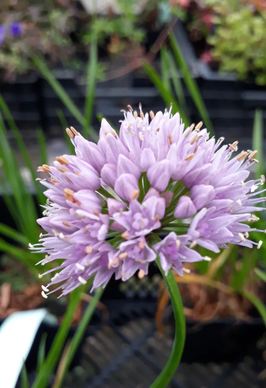 Allium senescens 'Lisa Green'