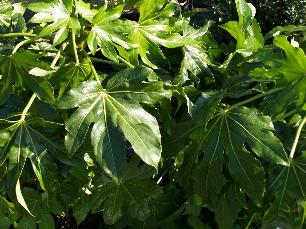 fatsia-japonica