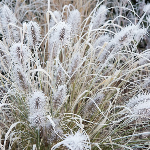 Pennisetum alopecuroides 'Weserbergland' pennisetum-alopecuroides-weserbergland