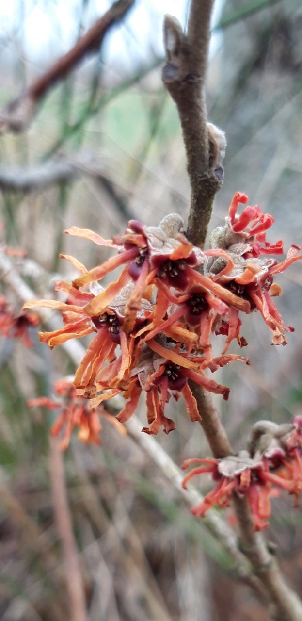 hamamelis-rochester