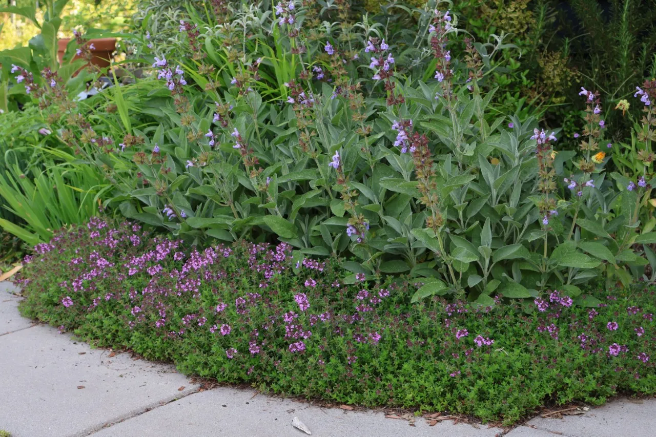 Thymus citr. 'Lammefjord' : P9