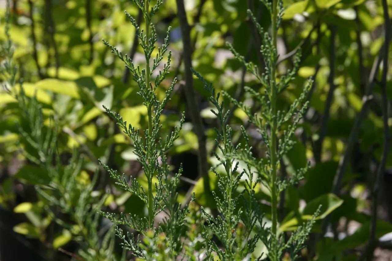 Myricaria germanica