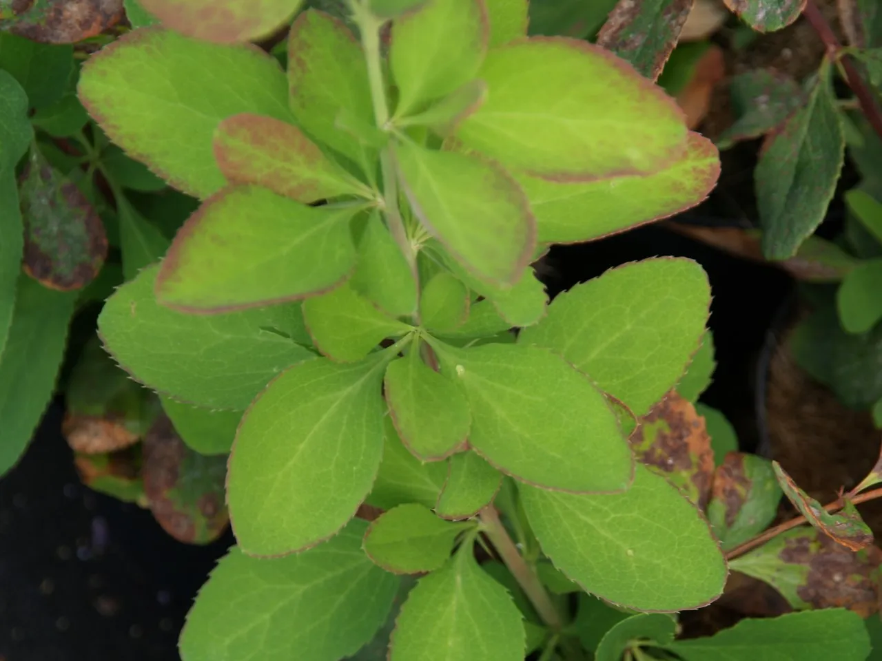 Berberis koreana 'Rubin'