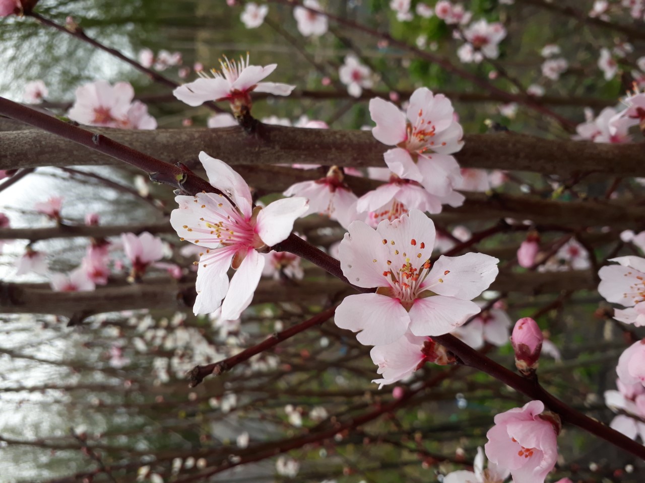 prunus-dulcis-robijn