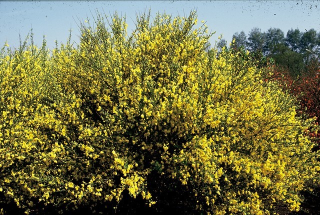 cytisus-scoparius